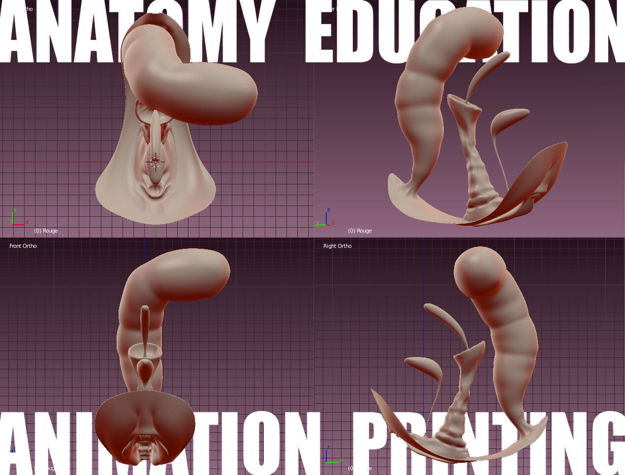Female Genital Anatomy B-4 Low-poly 3D model_4
