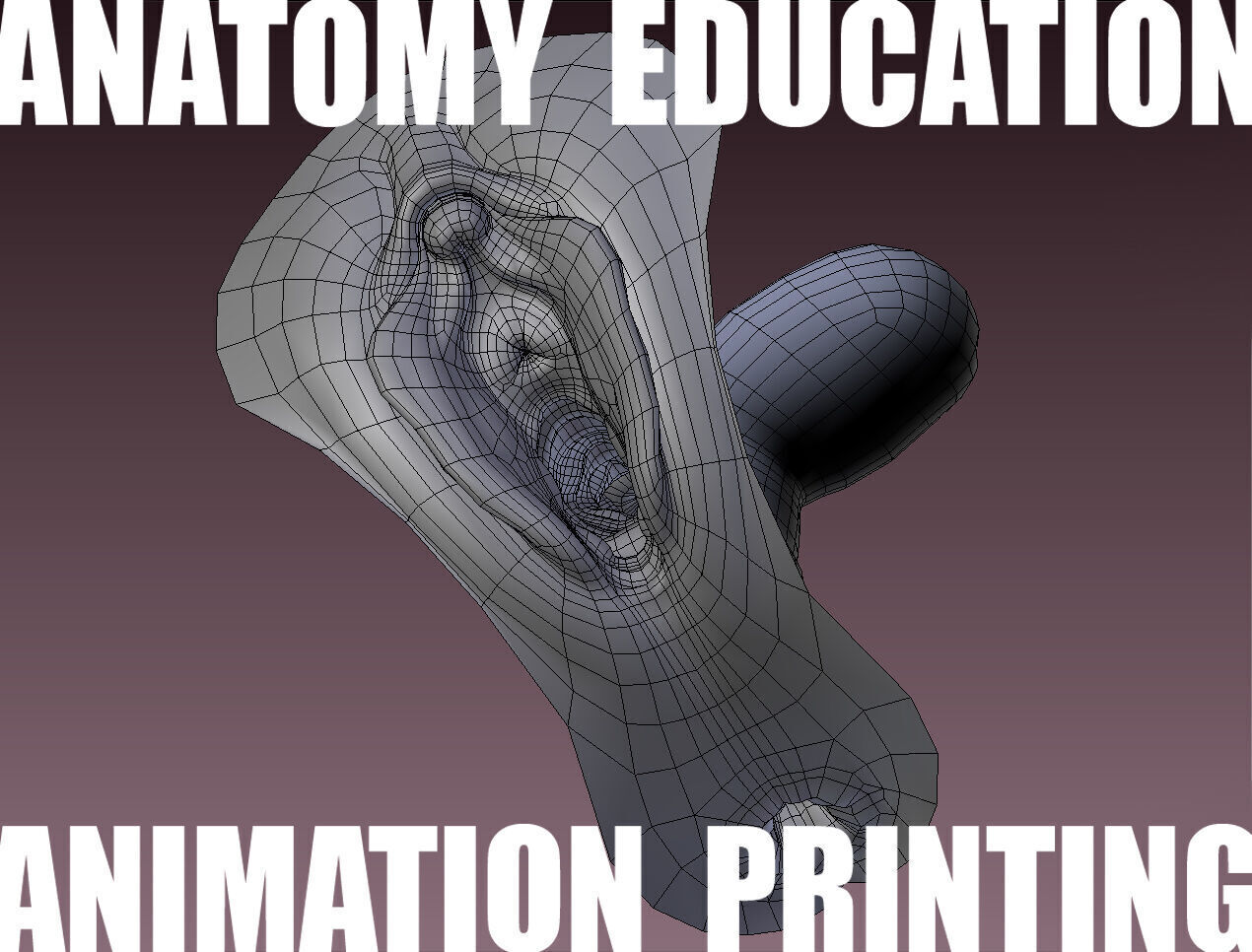 Female Genital Anatomy B-4 Low-poly 3D model_5