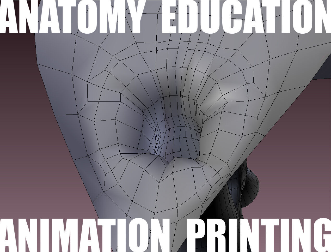 Female Genital Anatomy B-4 Low-poly 3D model_8