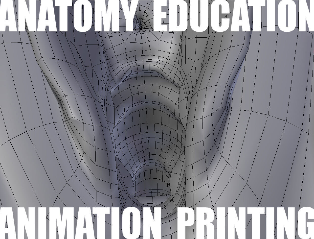 Female Genital Anatomy B-4 Low-poly 3D model_7