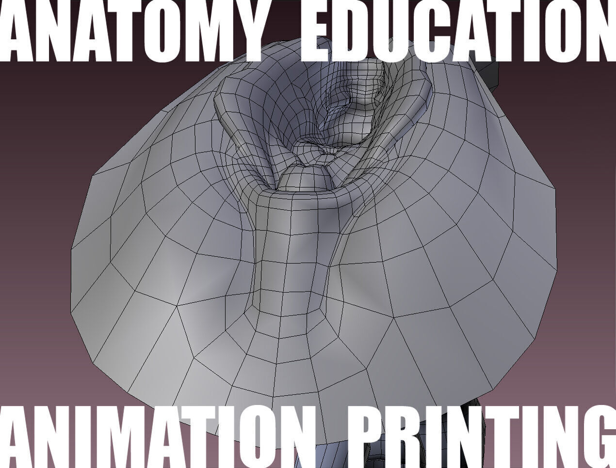 Female Genital Anatomy B-4 Low-poly 3D model_9