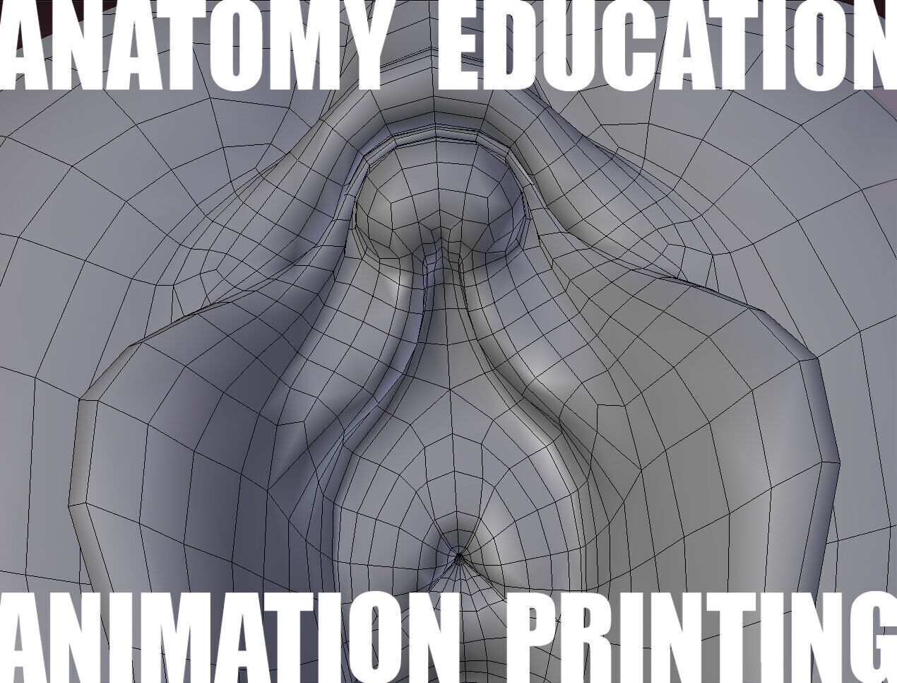 Female Genital Anatomy B-4 Low-poly 3D model_6