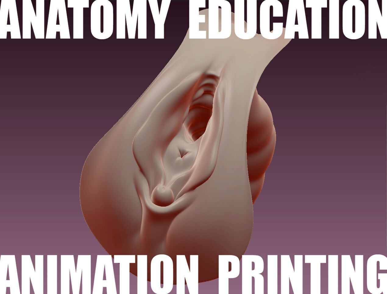 Female Genital Anatomy B-4 Low-poly 3D model_1