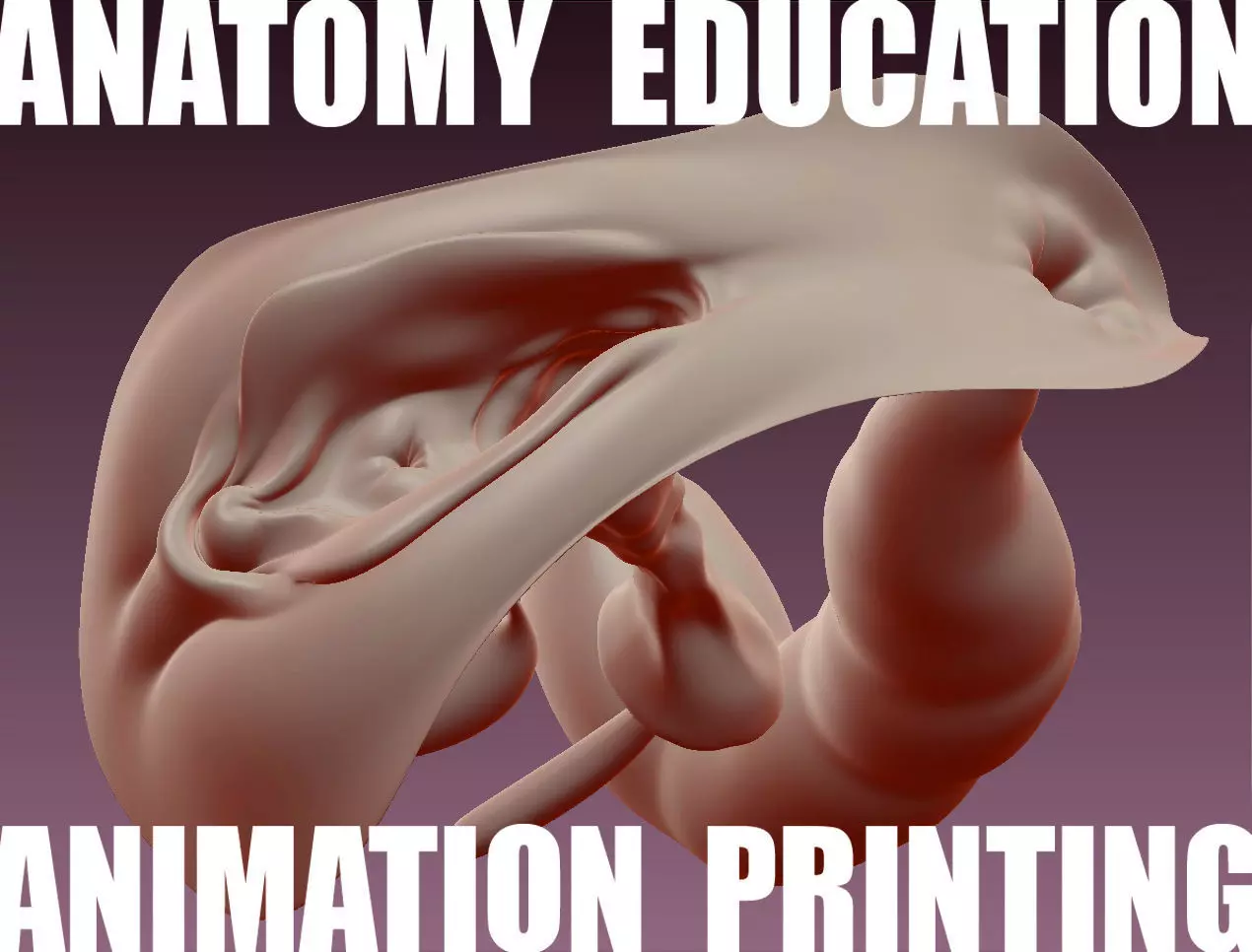 Female Genital Anatomy B-4 Low-poly 3D model_0