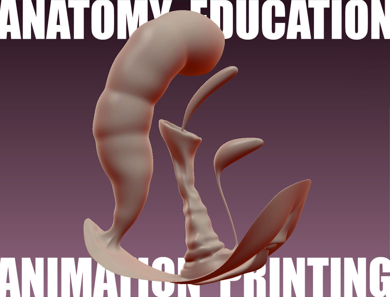 Female Genital Anatomy B-4 Low-poly 3D model_3