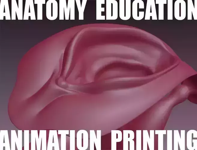 Female Genital Anatomy B-5 Low-poly 3D model