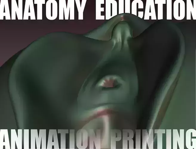 Female Genital Anatomy B-7 Low-poly 3D model