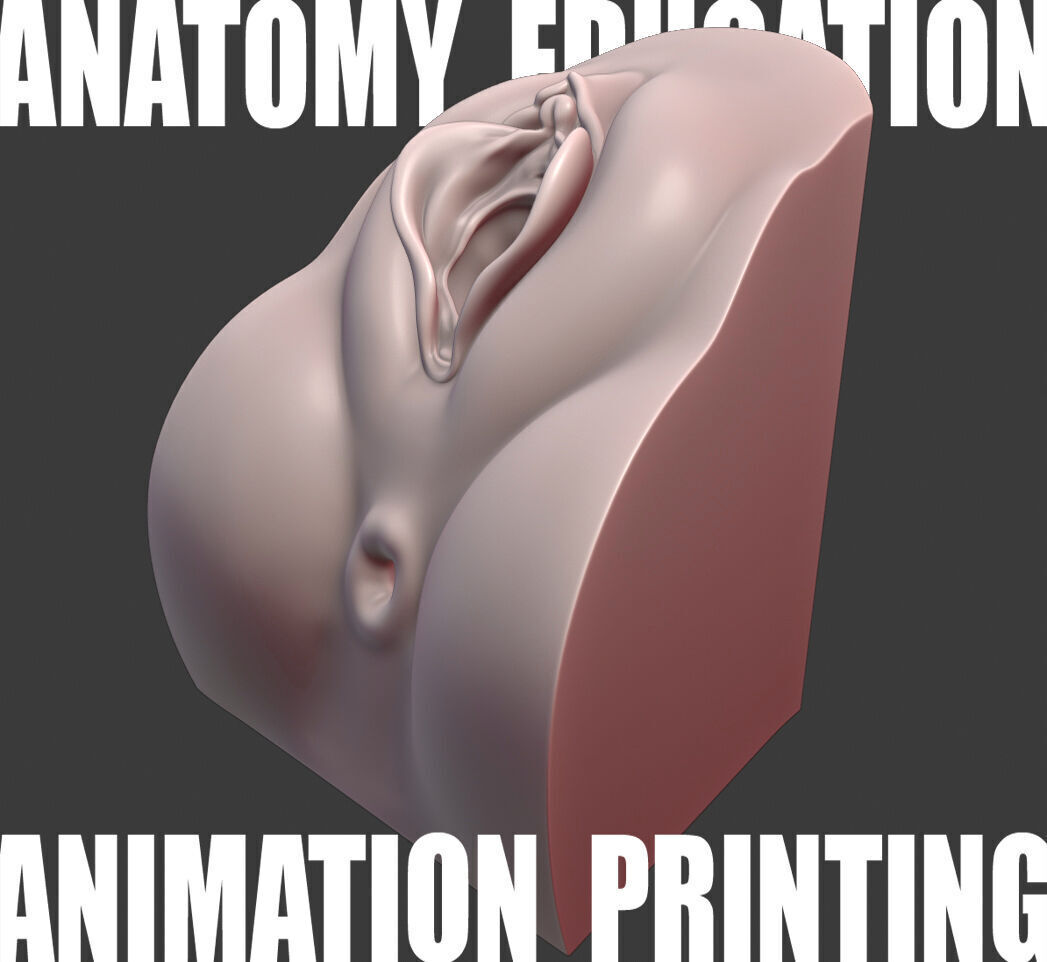 Female Genital Anatomy N-1 Low-poly 3D model_1