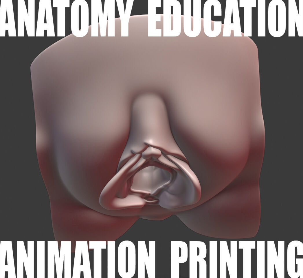 Female Genital Anatomy N-1 Low-poly 3D model_2