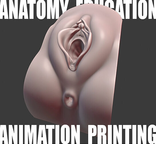 Female Genital Anatomy N-1 Low-poly 3D model