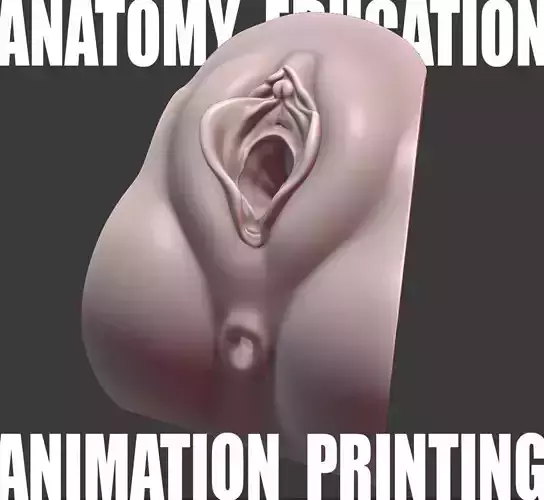 Female Genital Anatomy N-1 Low-poly 3D model Female Genital Anatomy N-1 Low-poly 3D model