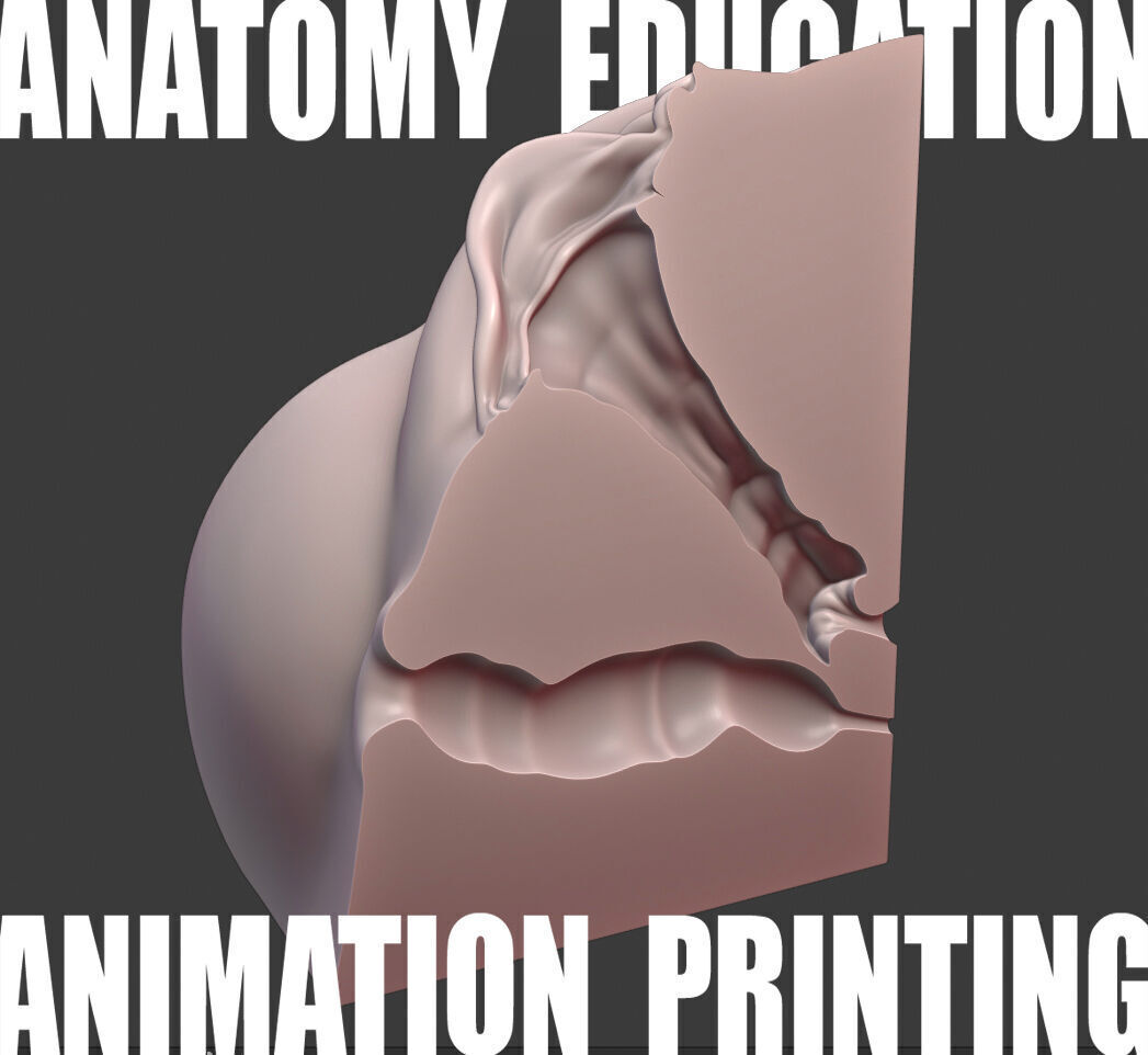 Female Genital Anatomy N-1 Low-poly 3D model_4