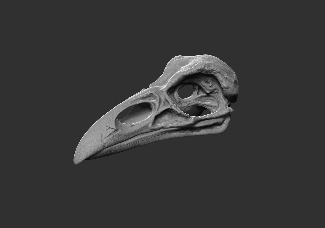 Raven Skull 3D print model_1