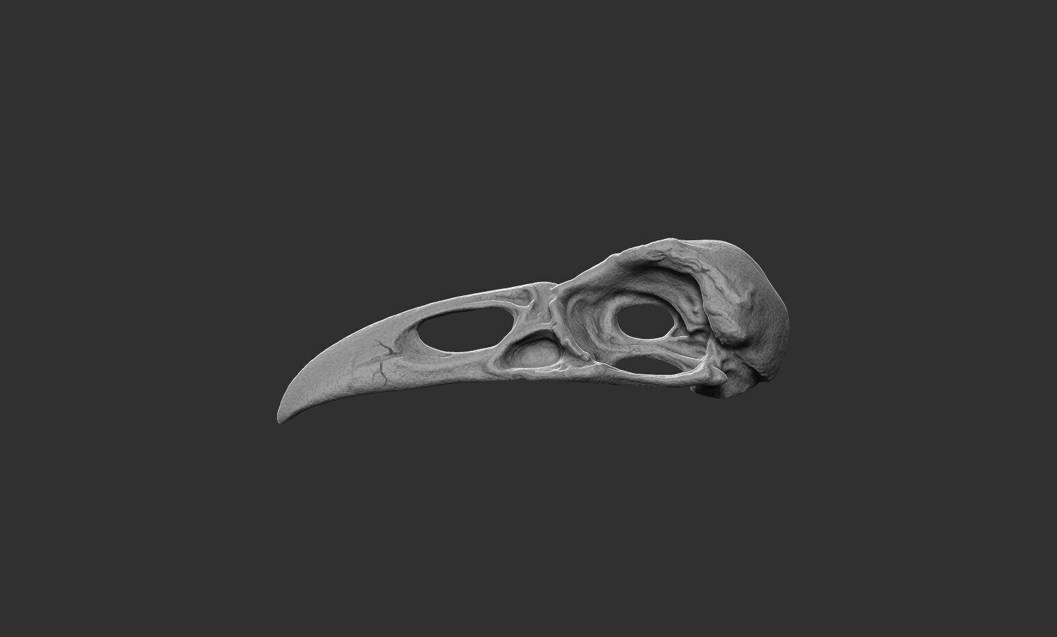 Raven Skull 3D print model_6