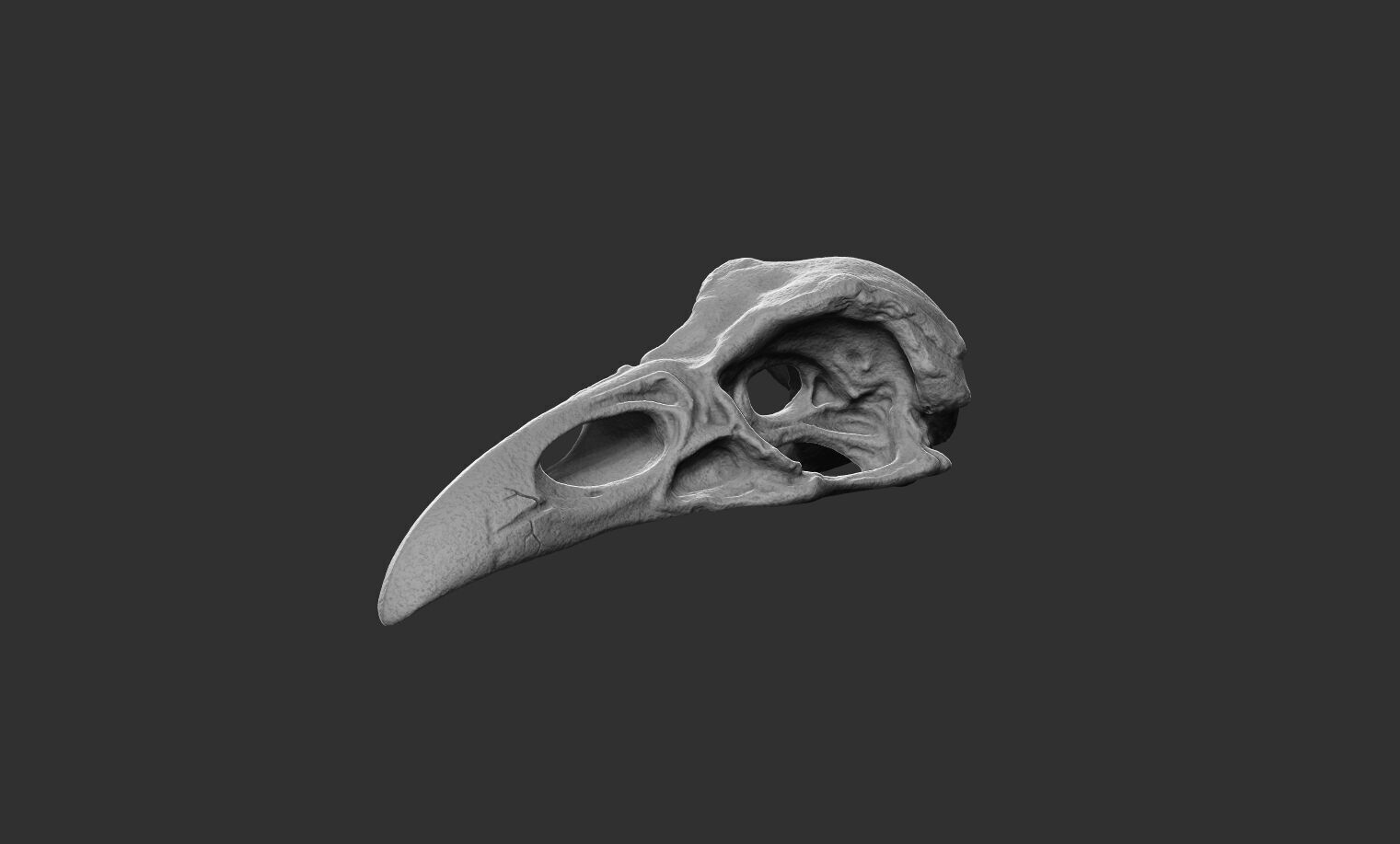 Raven Skull 3D print model_5