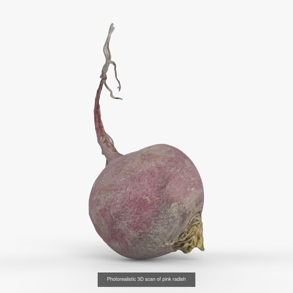 Photorealistic 3D scanning of different vegetables 3D Model Collection_9