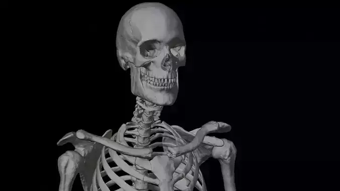 Anatomical Skeleton