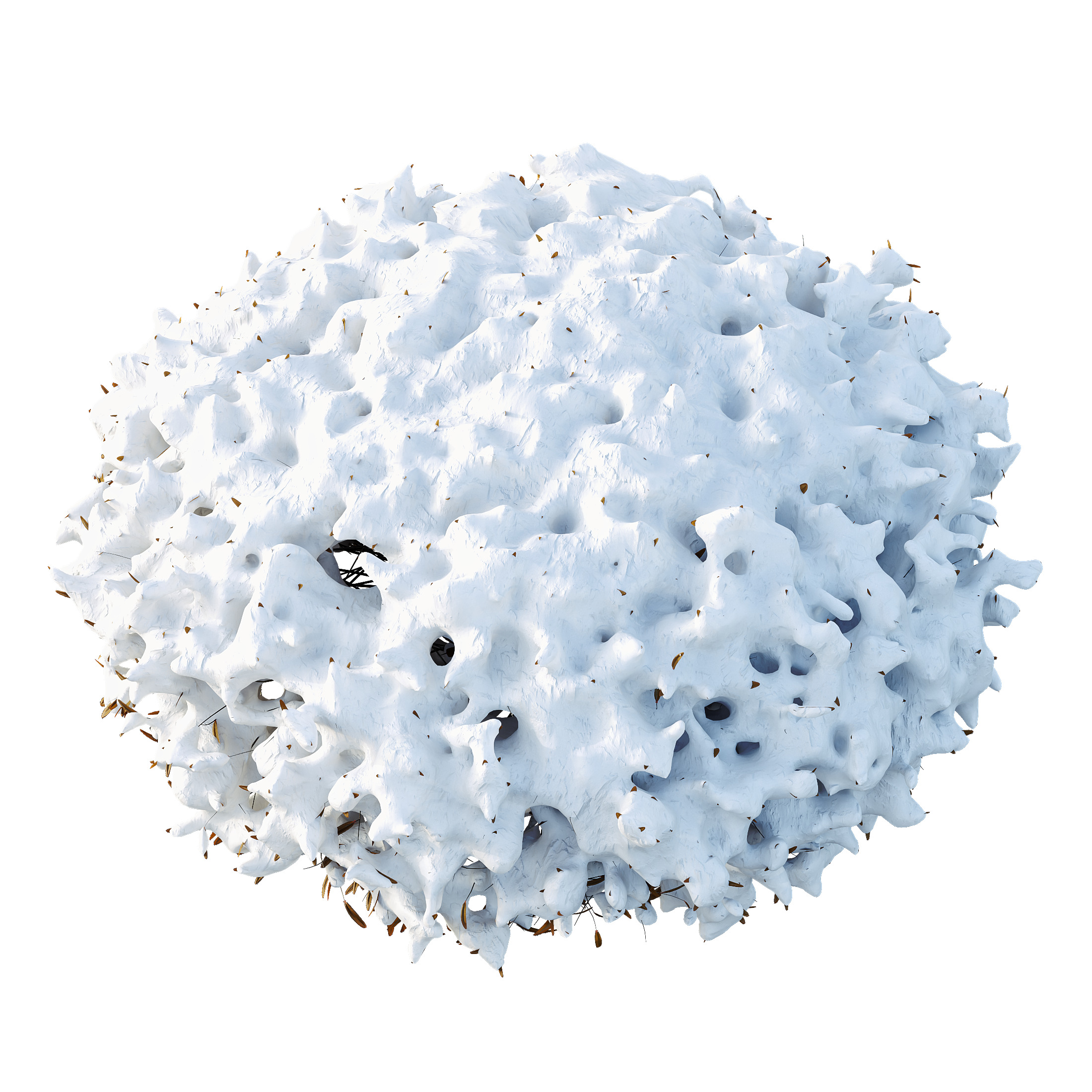 AV Plants Ligustrum Quihoui Privet Pruned Sphere Winter Snow 3D model_2