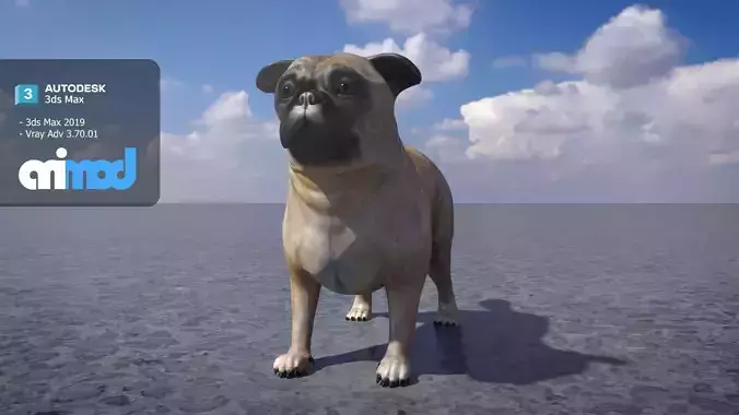 Pug Dog