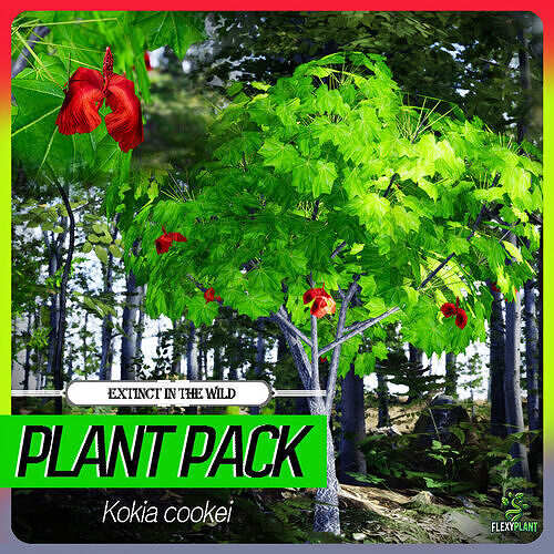 Extinct in the Wild Plant - 4 Kokia cookei Hawaii Flower Tree Low-poly 3D model