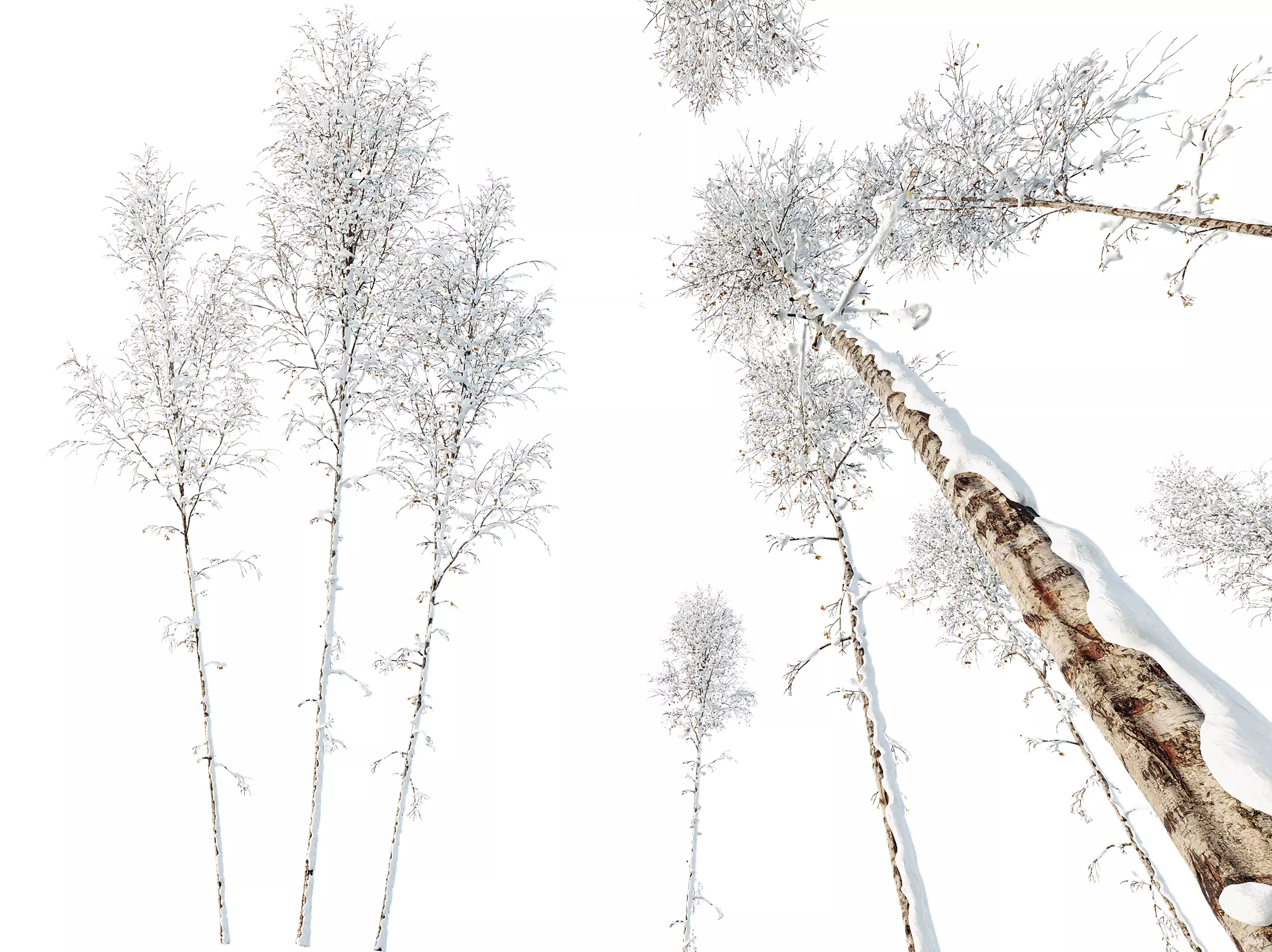 AV Plants Betula Pendula Winter Snow 3D model_0