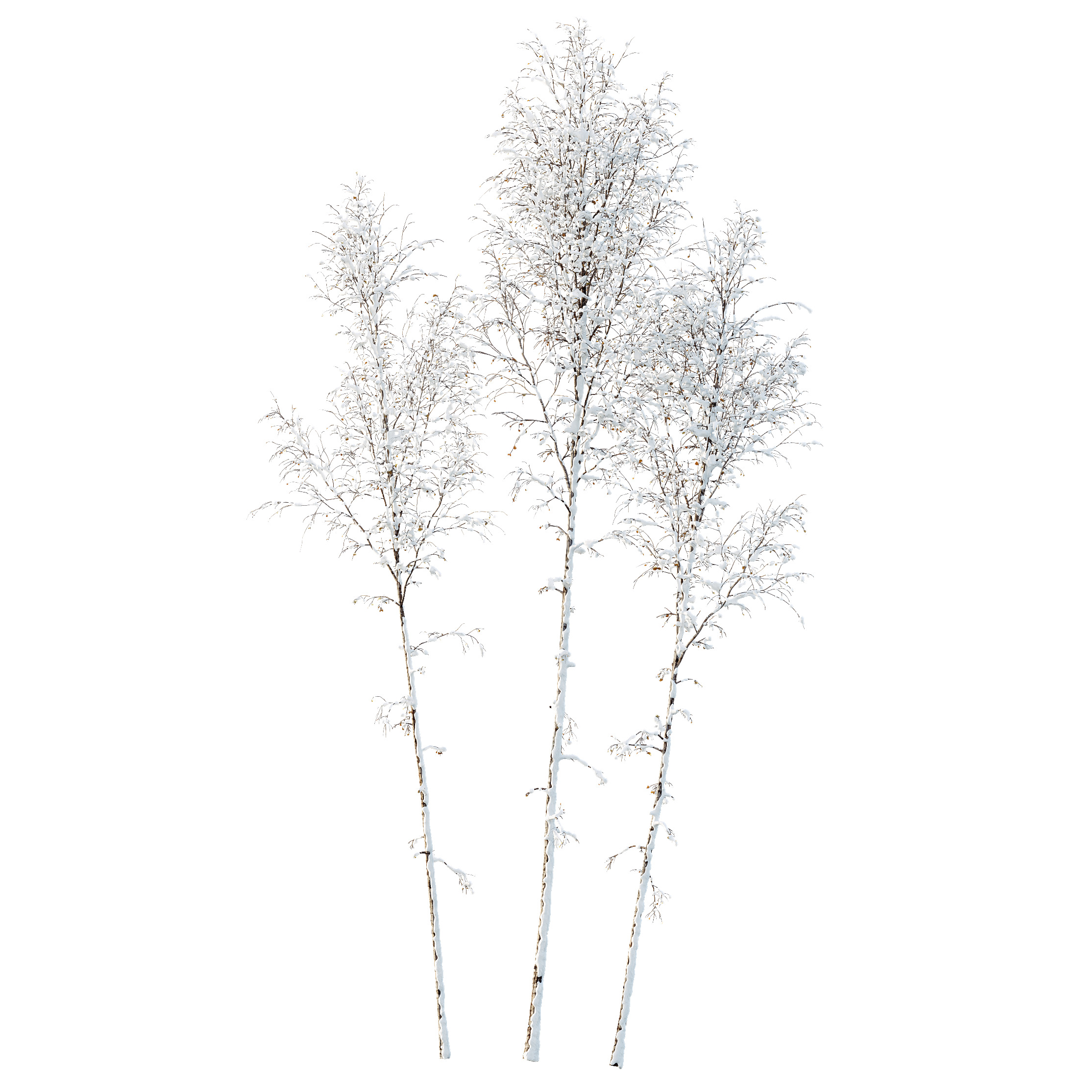 AV Plants Betula Pendula Winter Snow 3D model_3
