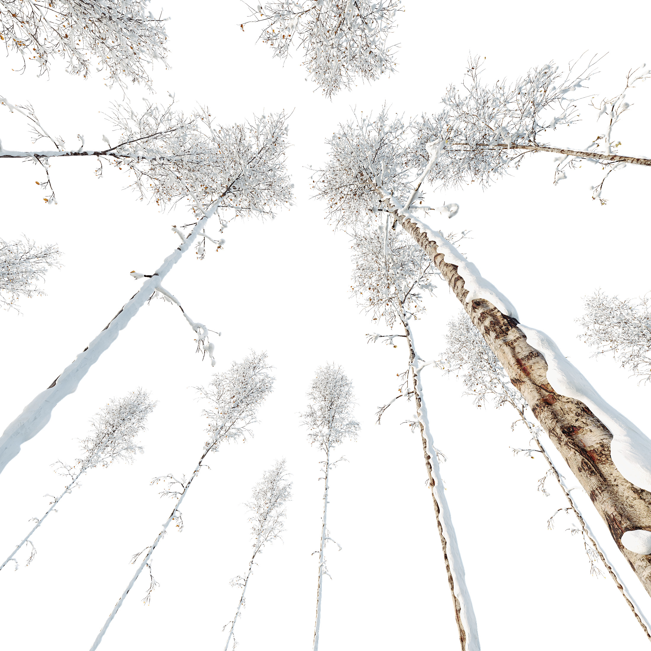 AV Plants Betula Pendula Winter Snow 3D model_1