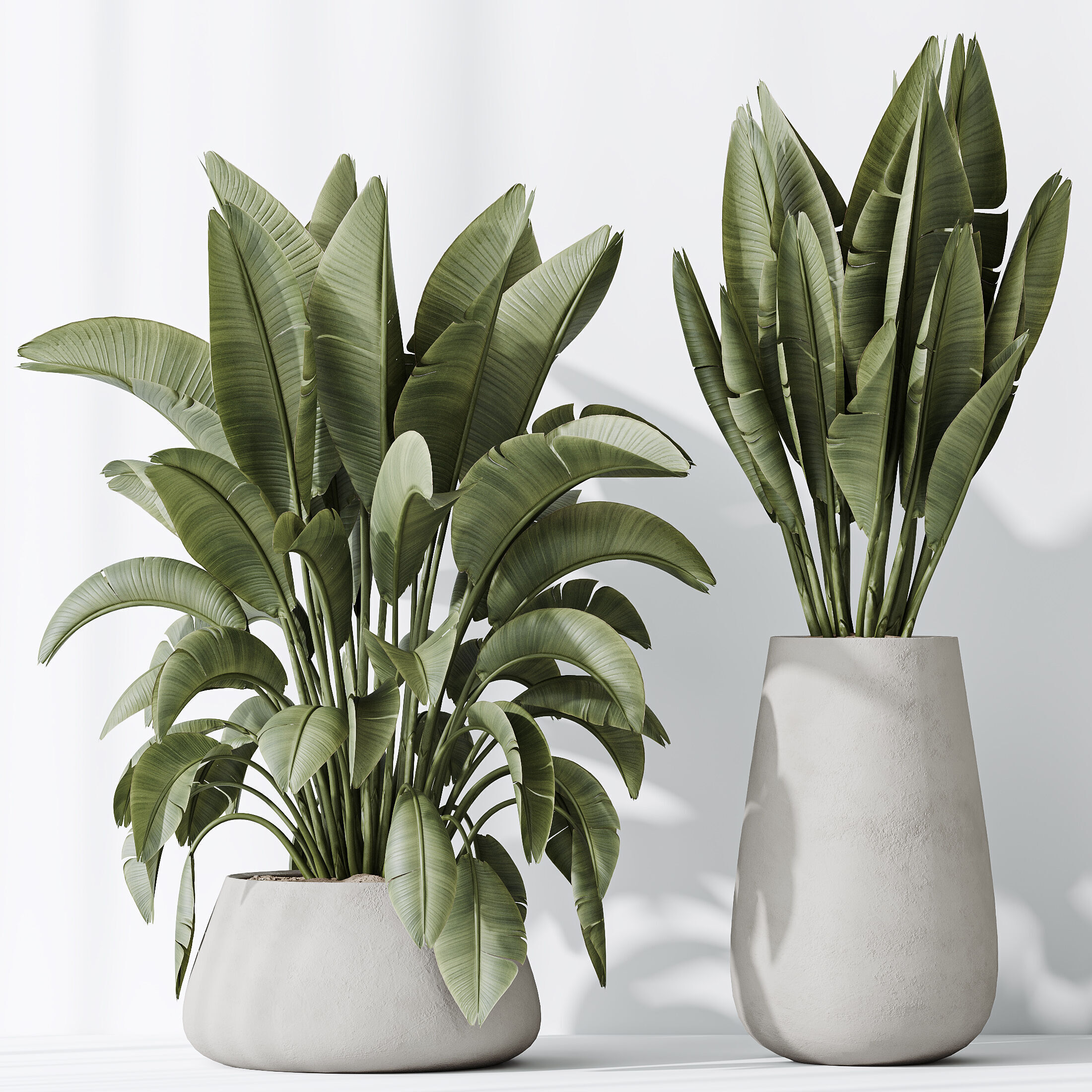 AV Indoor plants set 177 Banana Strelitzia and Mission Olive 3D model_5