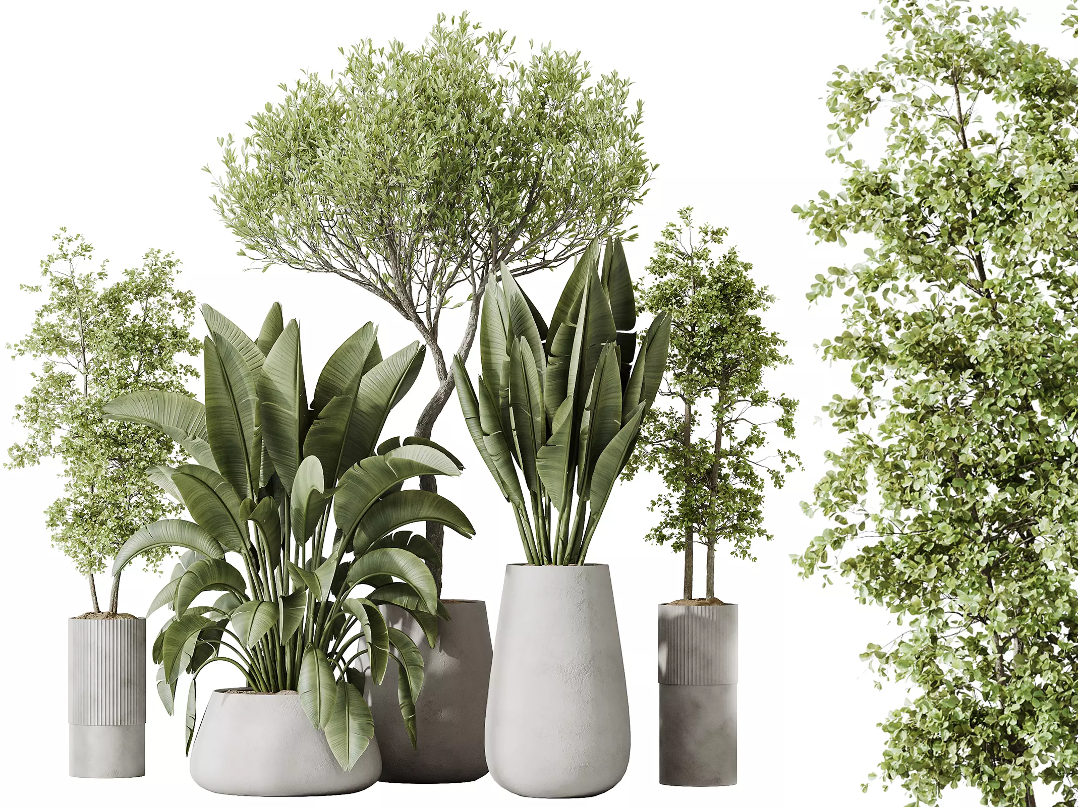 AV Indoor plants set 177 Banana Strelitzia and Mission Olive 3D model_0