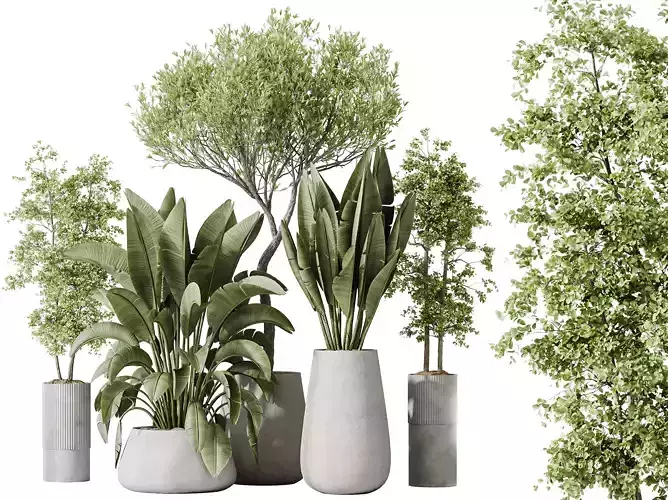 AV Indoor plants set 177 Banana Strelitzia and Mission Olive 3D model
