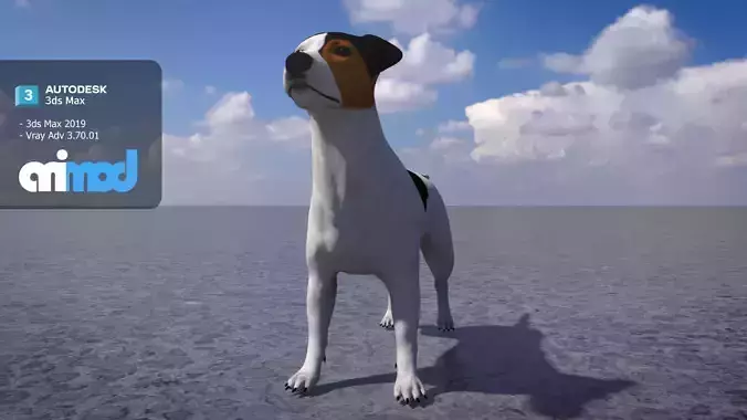 Jack Russell Terrier