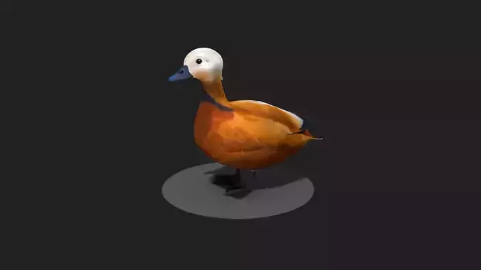 Ruddy Shelduck Red duck