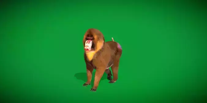 Mandrills Monkey Low-poly 3D model
