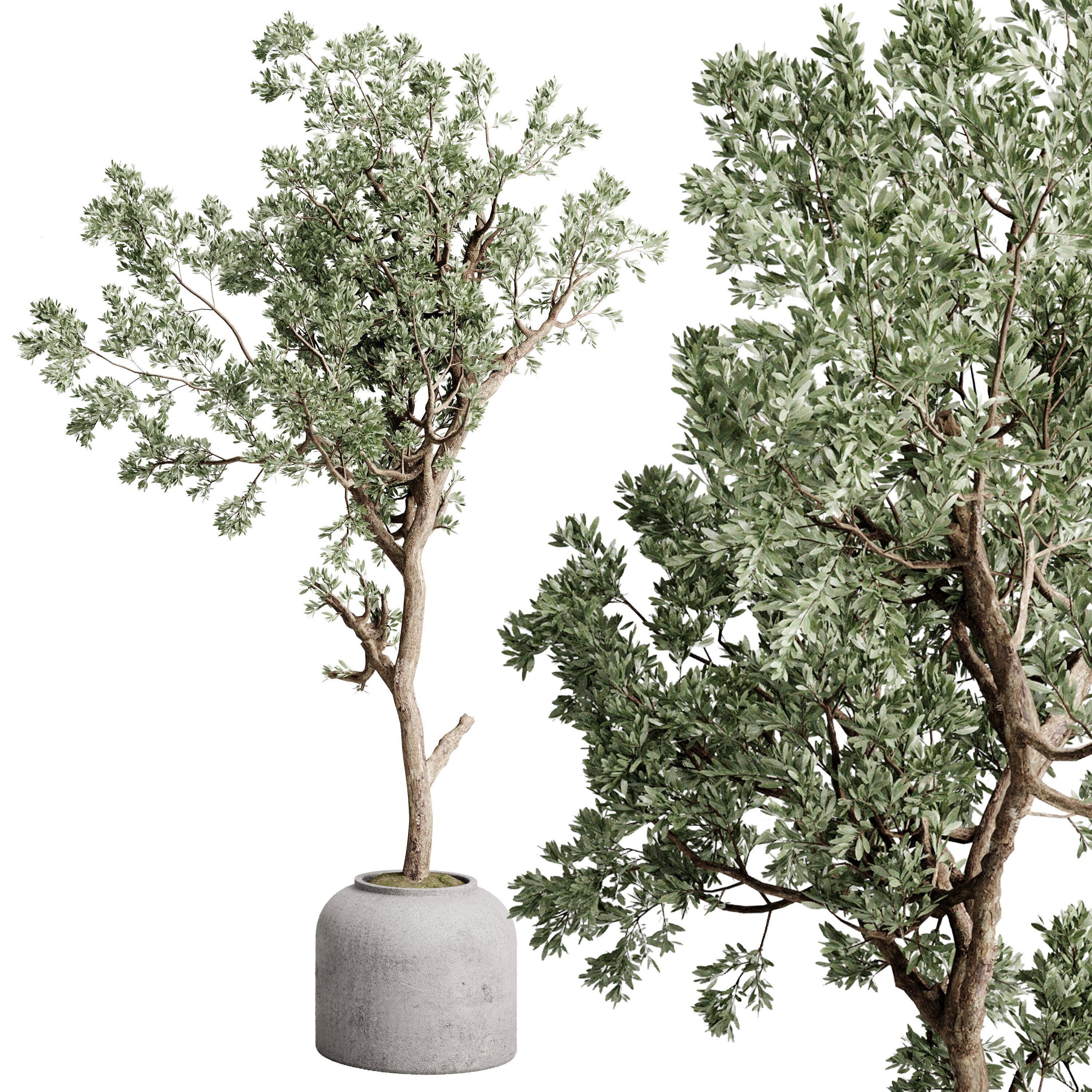 Olive Tree in a concrete pot - set indoor plant 585 3D model_2