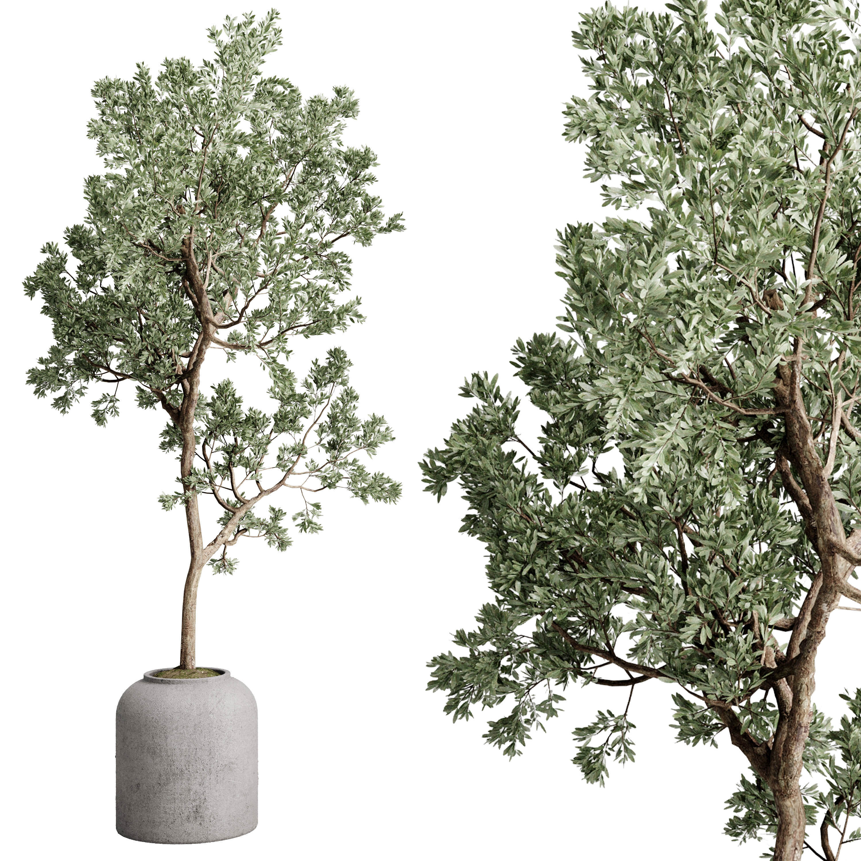Olive Tree in a concrete pot - set indoor plant 585 3D model_1