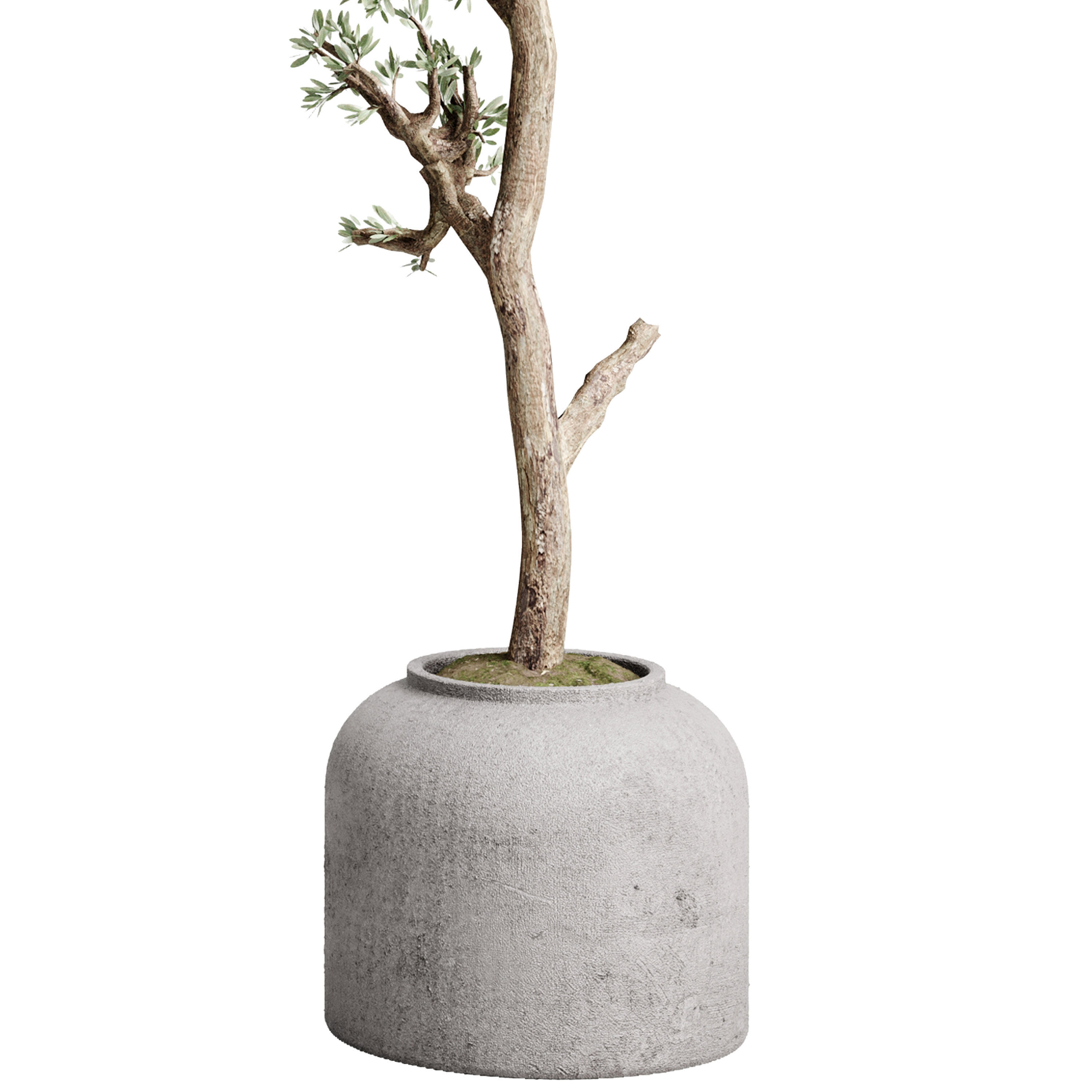 Olive Tree in a concrete pot - set indoor plant 585 3D model_3