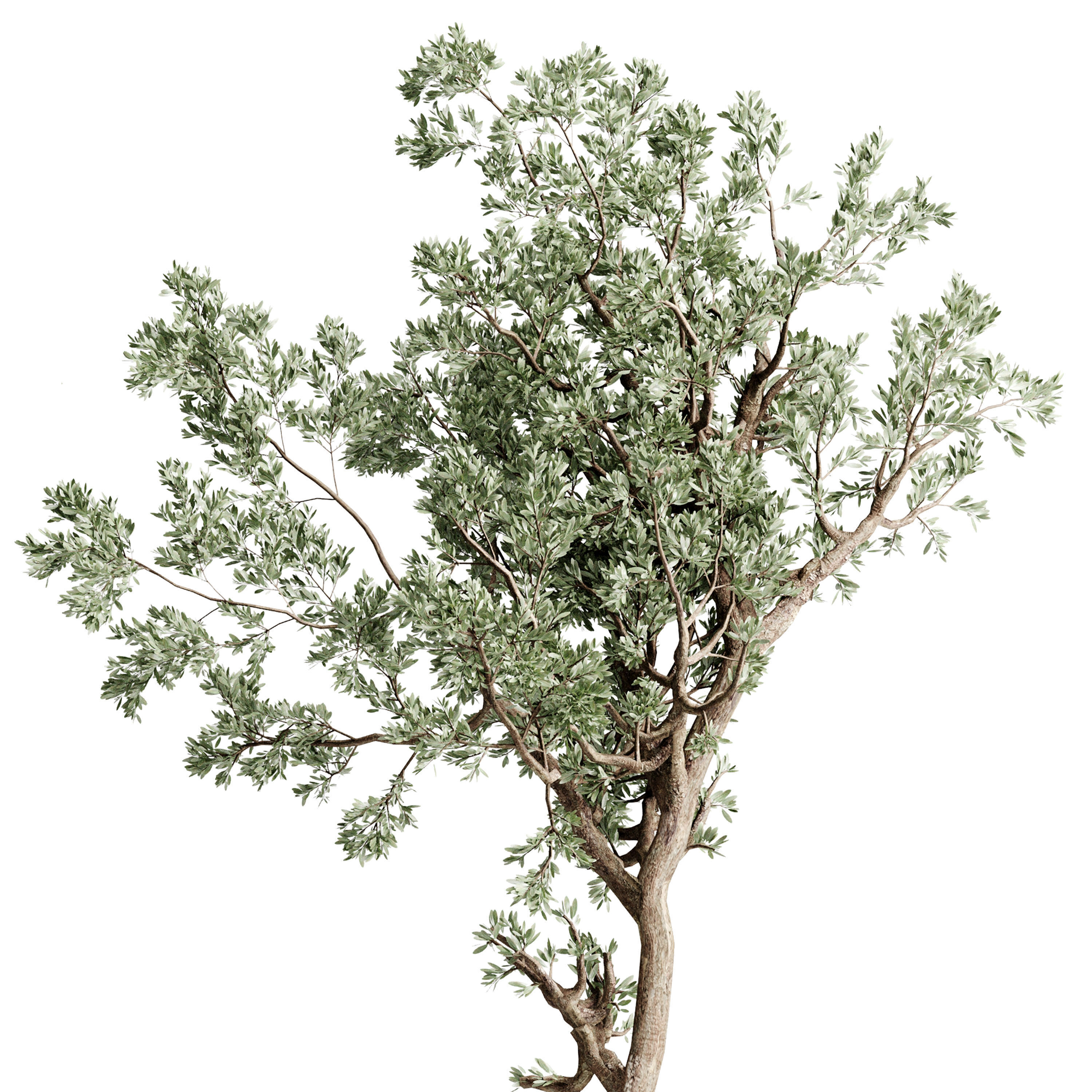 Olive Tree in a concrete pot - set indoor plant 585 3D model_4