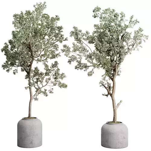 Olive Tree in a concrete pot - set indoor plant 585 3D model