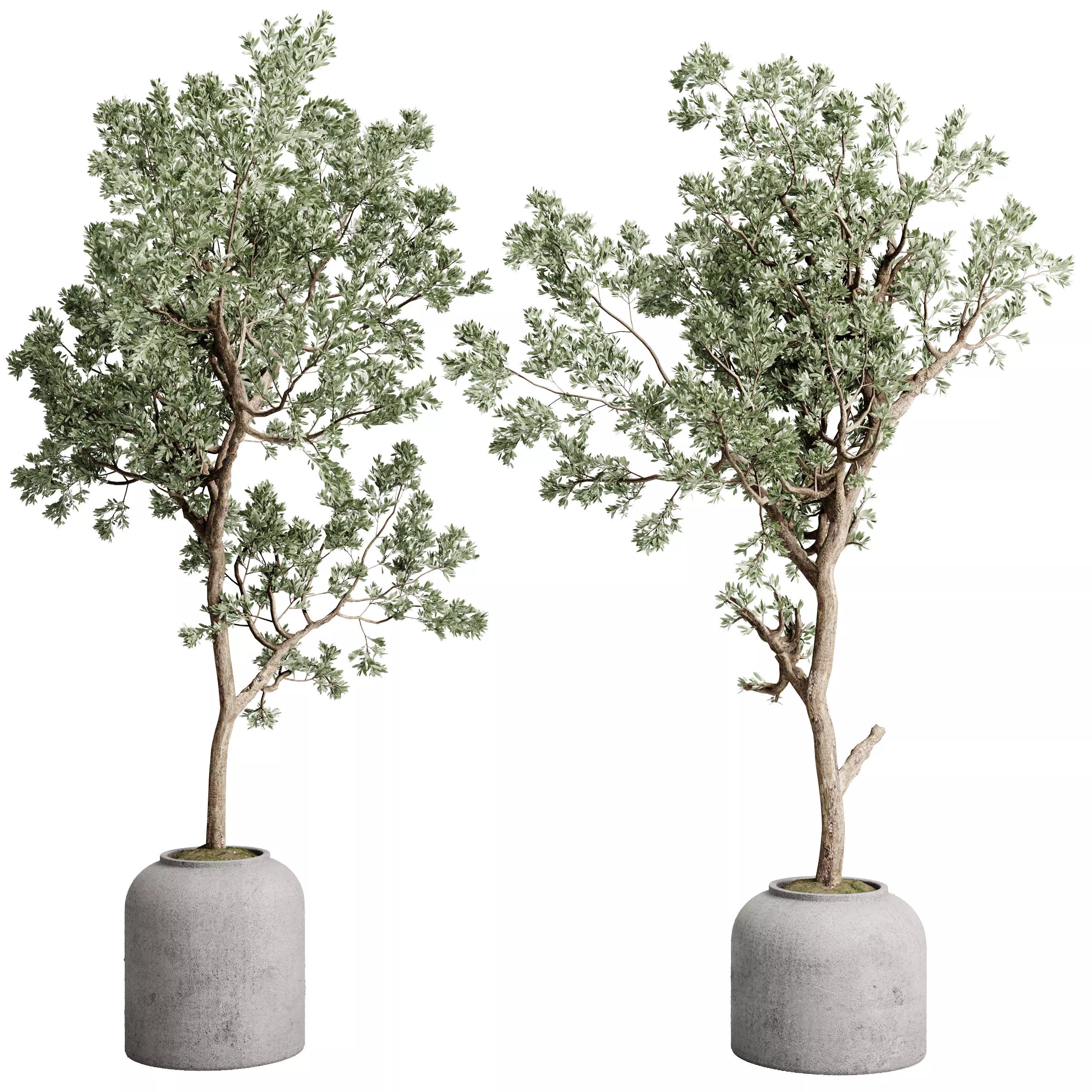 Olive Tree in a concrete pot - set indoor plant 585 3D model_0