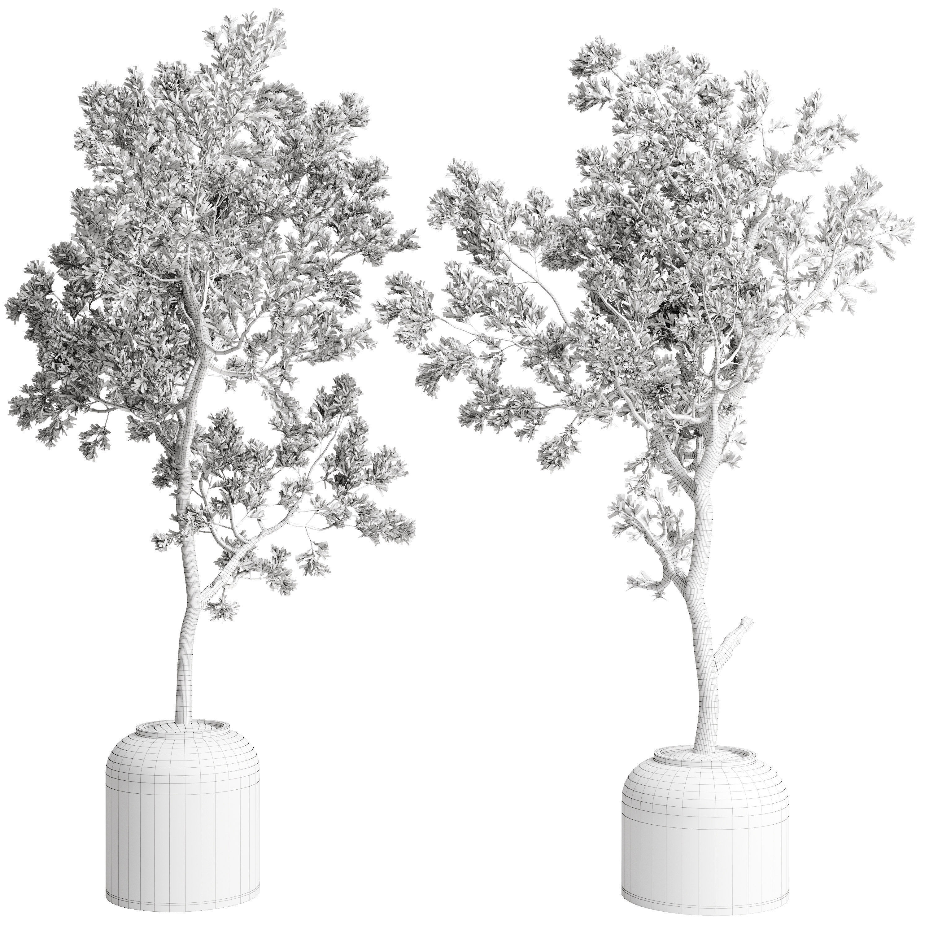 Olive Tree in a concrete pot - set indoor plant 585 3D model_5