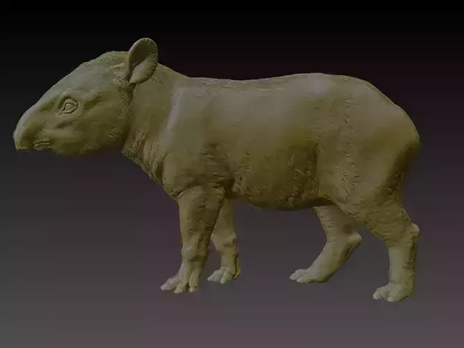  Brazilian Tapir  3D print model