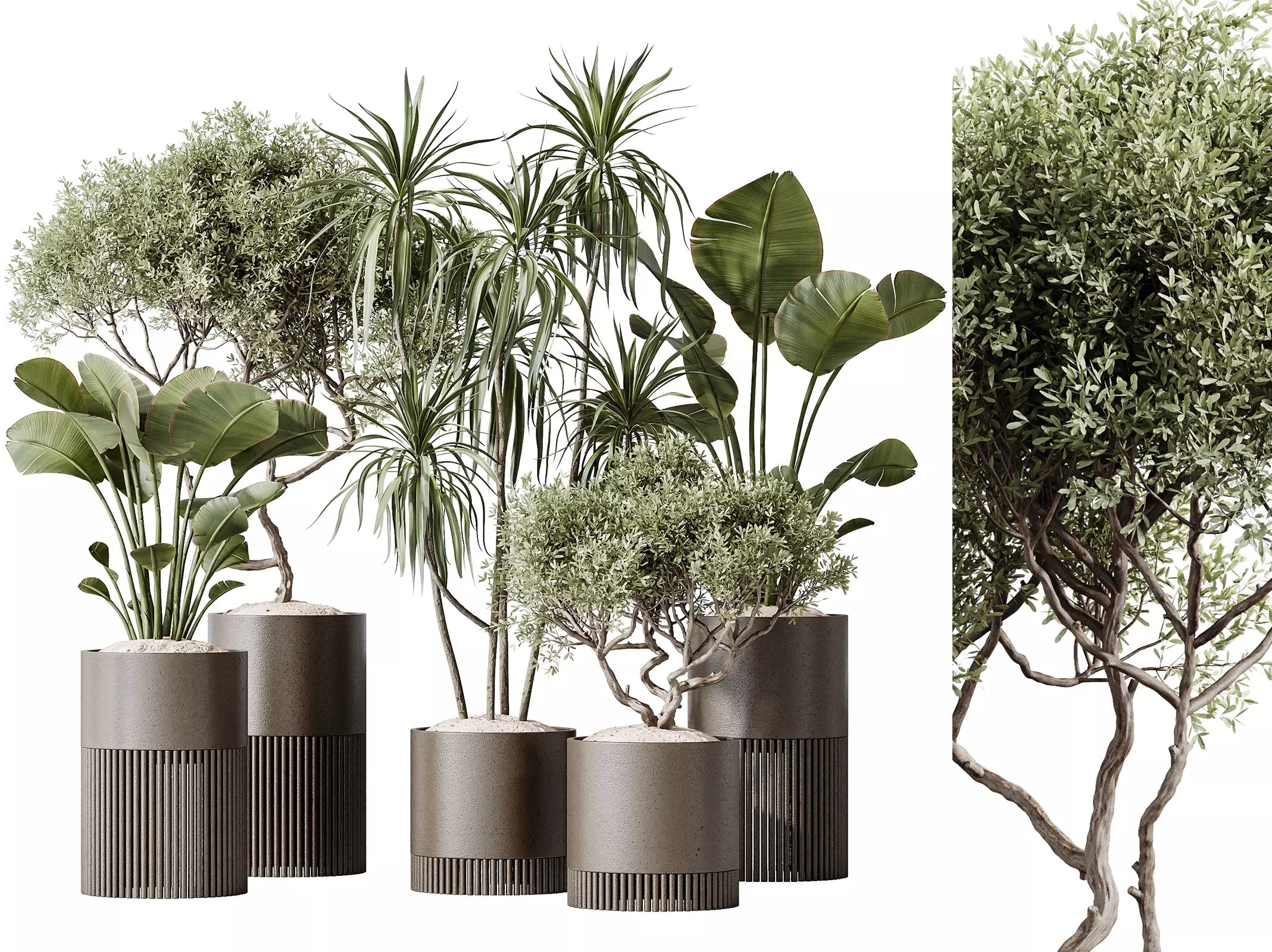AV Indoor plants set 178 Olive and Banana and Dracaena Lemon 3D model