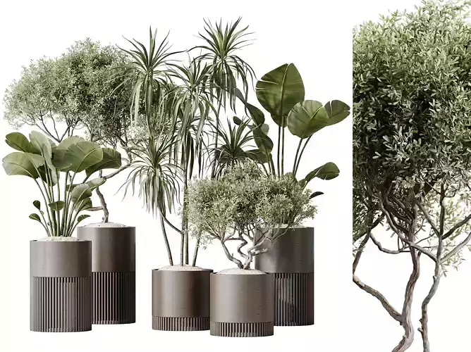 AV Indoor plants set 178 Olive and Banana and Dracaena Lemon