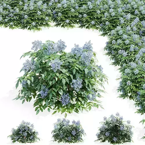 Mahonia aquifoliumi berries