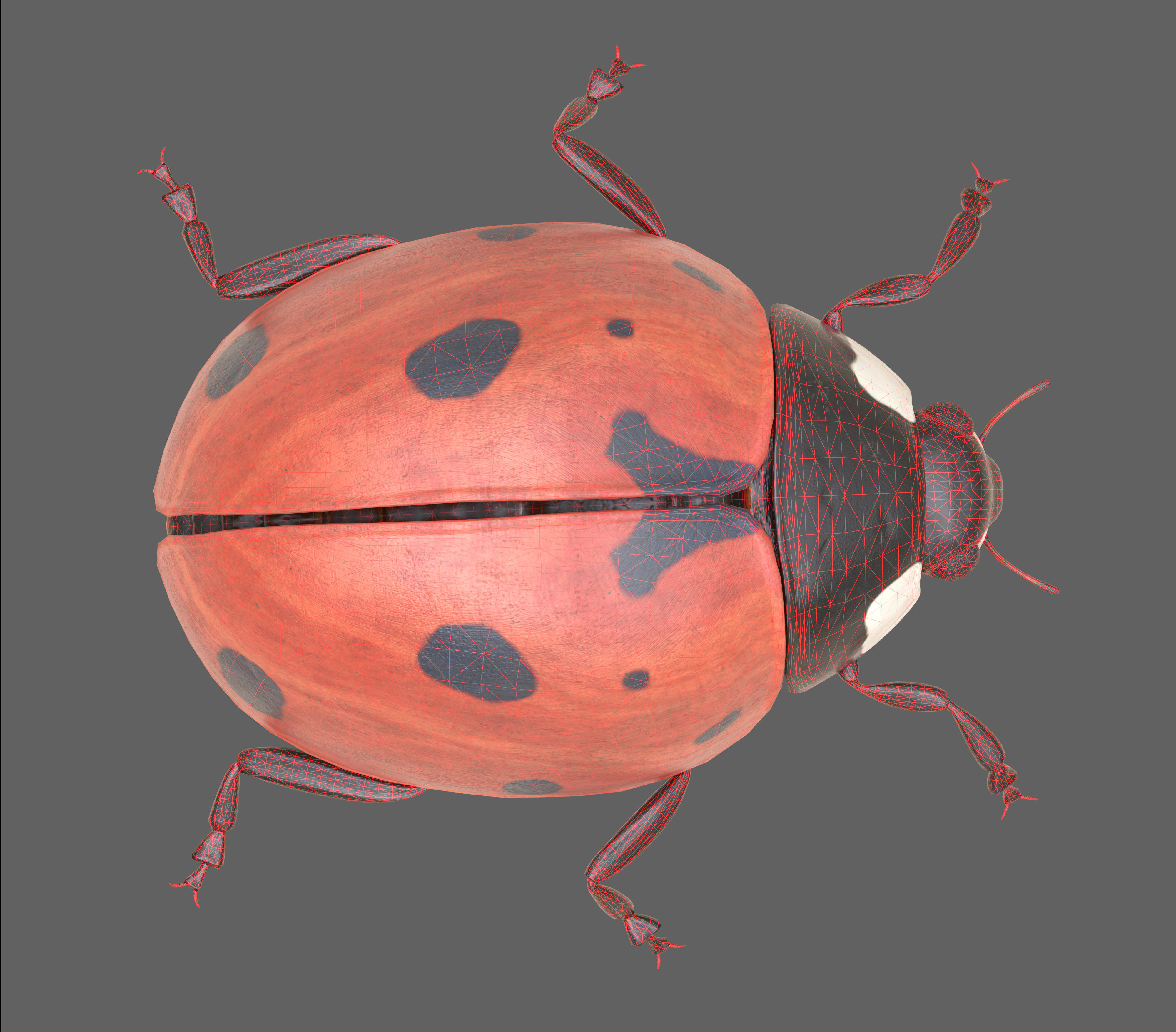 Ladybug Coccinella Low-poly 3D model_17