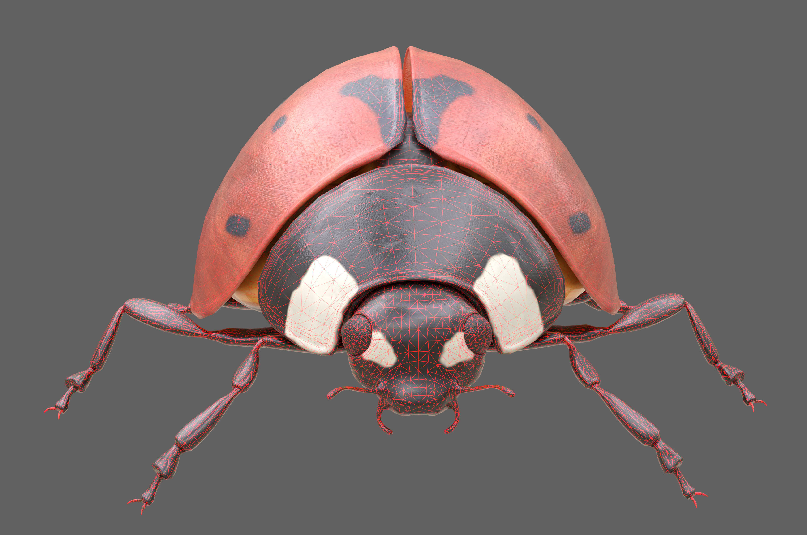Ladybug Coccinella Low-poly 3D model_14