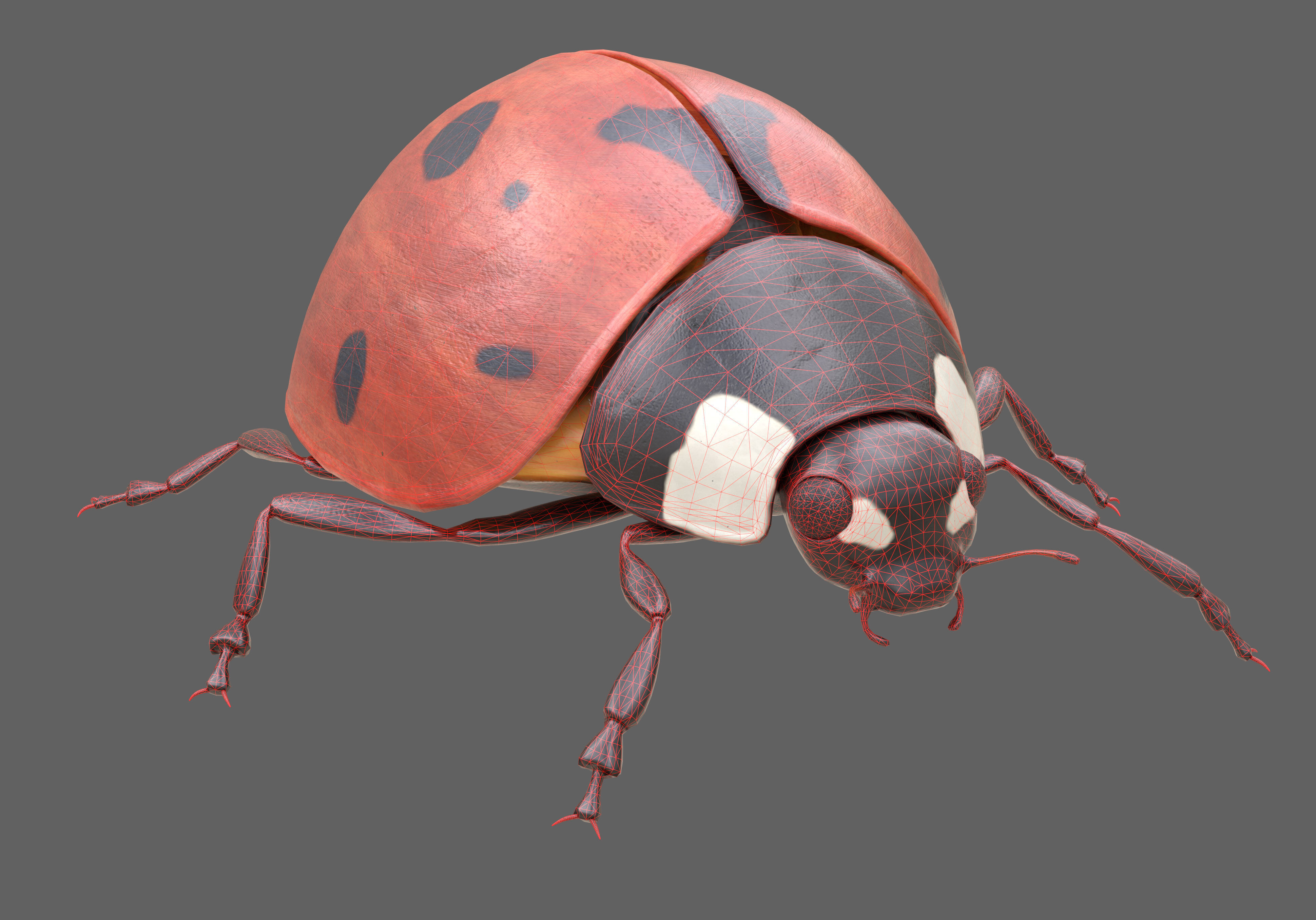 Ladybug Coccinella Low-poly 3D model_19