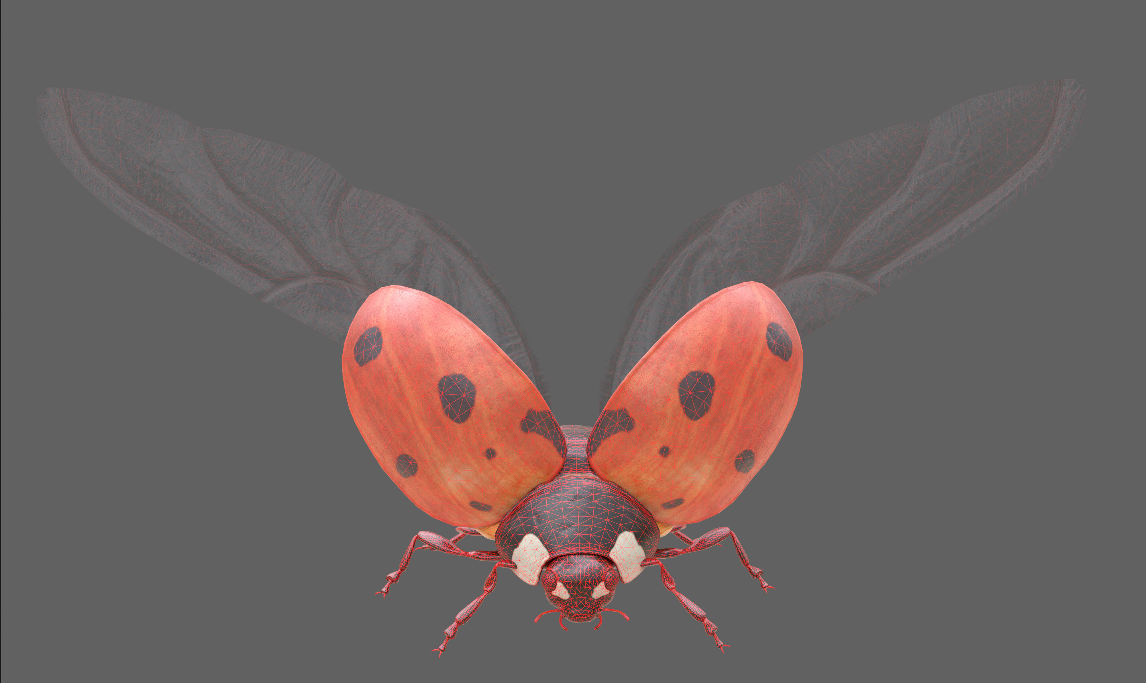 Ladybug Coccinella Low-poly 3D model_23