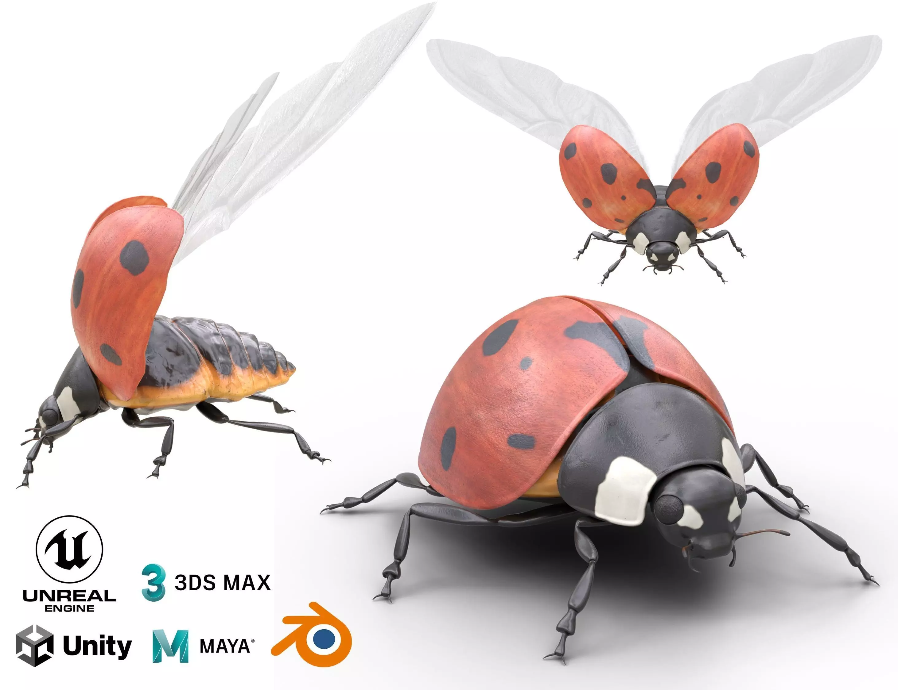 Ladybug Coccinella Low-poly 3D model_0