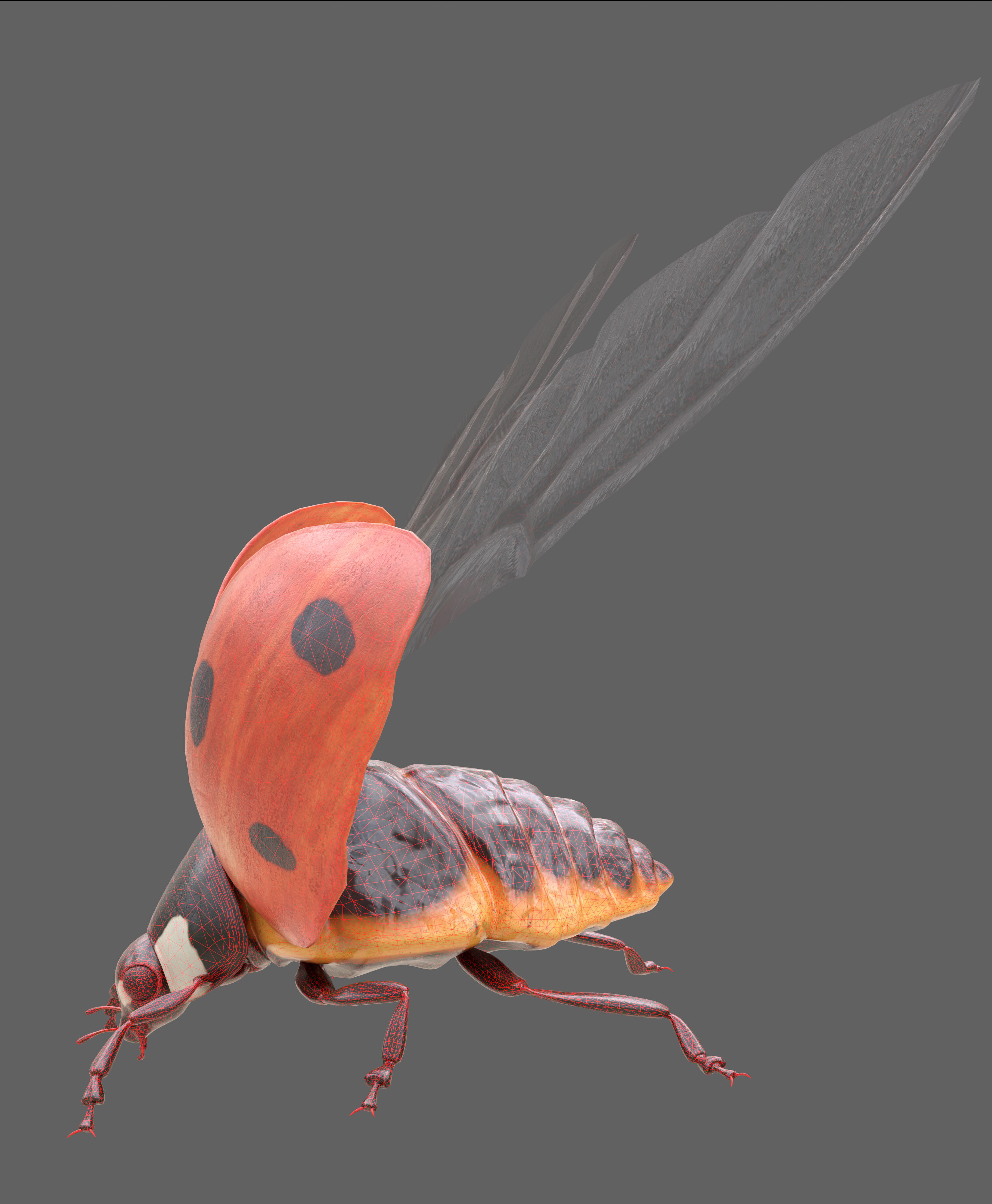 Ladybug Coccinella Low-poly 3D model_25